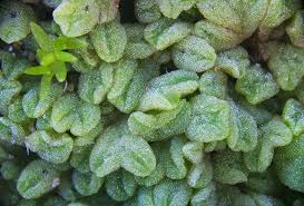 Attēlu rezultāti vaicājumam “Moerckia hibernica”