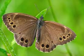 Attēlu rezultāti vaicājumam “Lopinga achine”