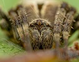 Attēlu rezultāti vaicājumam “Lycogala persicum macro”