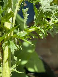 Attēlu rezultāti vaicājumam “Jacobaea vulgaris leaf”