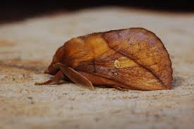 Attēlu rezultāti vaicājumam “Euthrix potatoria”