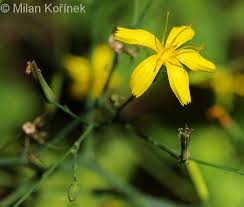 Attēlu rezultāti vaicājumam “Mycelis muralis”