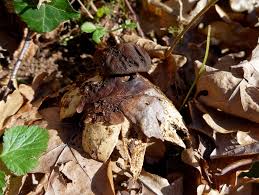 Attēlu rezultāti vaicājumam “Geastrum pectinatum”