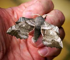 Attēlu rezultāti vaicājumam “Laothoe populi”