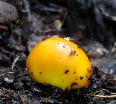 Attēlu rezultāti vaicājumam “Lycogala confusum spores”