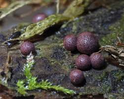 Attēlu rezultāti vaicājumam “Lycogala persicum spores”