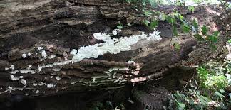 Attēlu rezultāti vaicājumam “Antrodia albida”