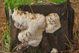 Attēlu rezultāti vaicājumam “Postia ptychogaster”