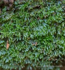 Attēlu rezultāti vaicājumam “Riccardia palmata”