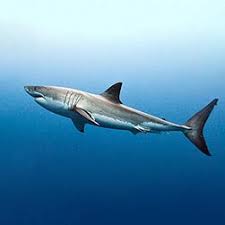 Image result for Carcharodon carcharias