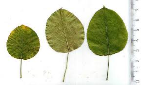 Attēlu rezultāti vaicājumam “Pyrus pyraster leaf”
