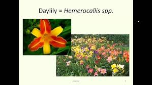 Attēlu rezultāti vaicājumam “Liliaceae”