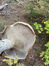 Attēlu rezultāti vaicājumam “Sarcodon imbricatum”