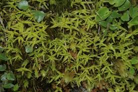 Attēlu rezultāti vaicājumam “Timmia megapolitana”