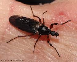 Attēlu rezultāti vaicājumam “Bibionidae”