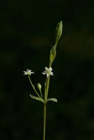 Attēlu rezultāti vaicājumam “Stellaria uliginosa”