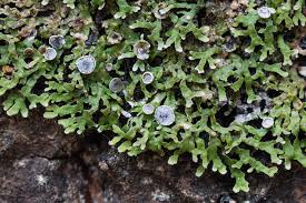 Attēlu rezultāti vaicājumam “Physconia distorta”