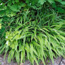 Attēlu rezultāti vaicājumam “Carex digitata leaf”