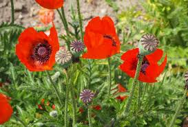 Image result for Mohn