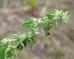 Attēlu rezultāti vaicājumam “Atriplex littoralis leaf”