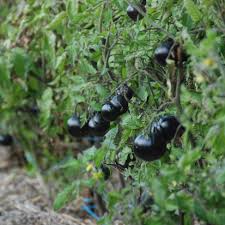 Afbeeldingsresultaat voor debarro black tomato