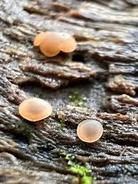 Attēlu rezultāti vaicājumam “Lamproderma gulielmae spores”