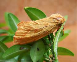 Attēlu rezultāti vaicājumam “Hepialus humuli female”