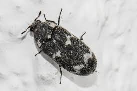 Attēlu rezultāti vaicājumam “Megatoma undata”