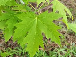 Attēlu rezultāti vaicājumam “Acer saccharinum leaf”