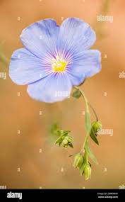 Attēlu rezultāti vaicājumam “Linum usitatissimum bud”