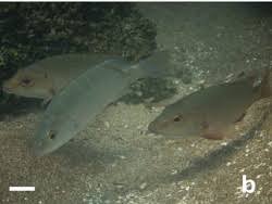 Image result for Lutjanus alexandrei