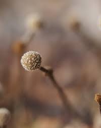Attēlu rezultāti vaicājumam “Phleogena faginea young”