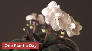 Image result for Saintpaulia ionantha Culitvar