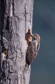 Image result for Jynx torquilla