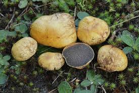 Attēlu rezultāti vaicājumam “Rhizopogon luteolus”