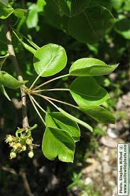 Attēlu rezultāti vaicājumam “Pyrus communis leaf”