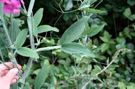 Attēlu rezultāti vaicājumam “Lathyrus latifolius leaf”