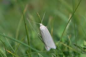 Attēlu rezultāti vaicājumam “Eana argentana”