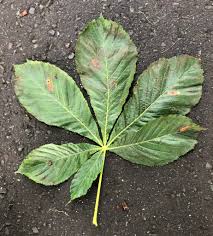 Attēlu rezultāti vaicājumam “Aesculus hippocastanum leaf”