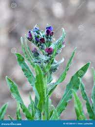 Attēlu rezultāti vaicājumam “Cynoglossum officinale”