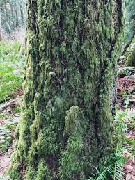 Attēlu rezultāti vaicājumam “Isothecium myosuroides sporophyte”