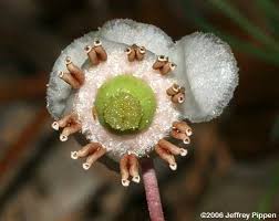 Attēlu rezultāti vaicājumam “Chimaphila umbellata bud”