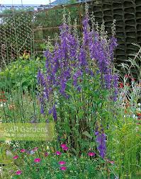 Attēlu rezultāti vaicājumam “Campanula latifolia”