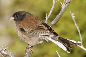 Image result for Junco hyemalis