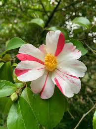 Attēlu rezultāti vaicājumam “Fraxinus excelsior Pendula female flower”