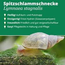 Attēlu rezultāti vaicājumam “Lymnaea stagnalis”