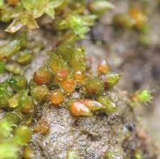 Attēlu rezultāti vaicājumam “Acaulon muticum”