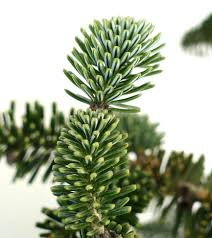 Attēlu rezultāti vaicājumam “Abies”