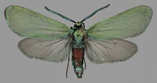 Attēlu rezultāti vaicājumam “Adscita statices”