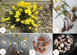 Attēlu rezultāti vaicājumam “Colchicum luteum flower”